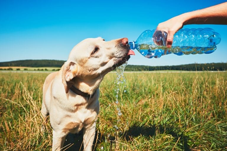 Colpo Di Calore Nel Cane Ecco Cosa Devi Fare Atuttonotizie