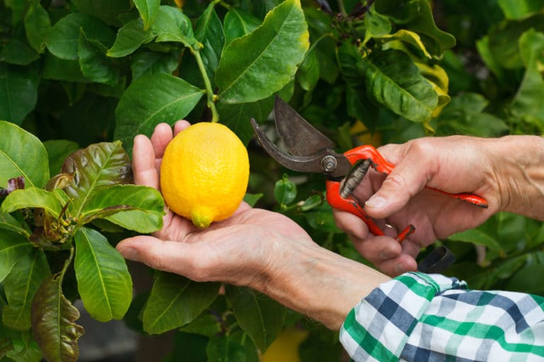 Come Coltivare I Limoni Guida Pratica E Utile Atuttonotizie 